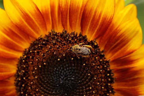 04082026
A bee collects pollen and nectar from a sunflower in a garden along 10th Street in Brandon on a sunny Tuesday afternoon.
(Tim Smith/The Brandon Sun)
