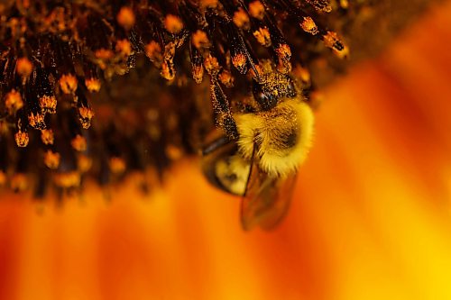 04082026
A bee collects pollen and nectar from a sunflower in a garden along 10th Street in Brandon on a sunny Tuesday afternoon.
(Tim Smith/The Brandon Sun)