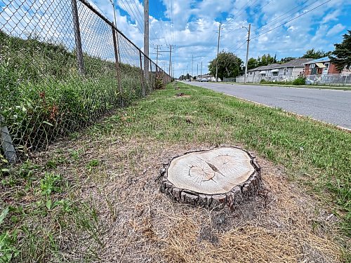 ZOE PIERCE / FREE PRESS
- stumps of trees removed last year along Selkirk Avenue
August 5, 2026