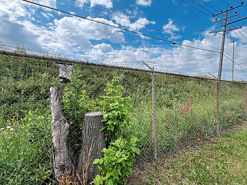 ZOE PIERCE / FREE PRESS

- stumps of trees removed last year along Selkirk Avenue

August 5, 2026