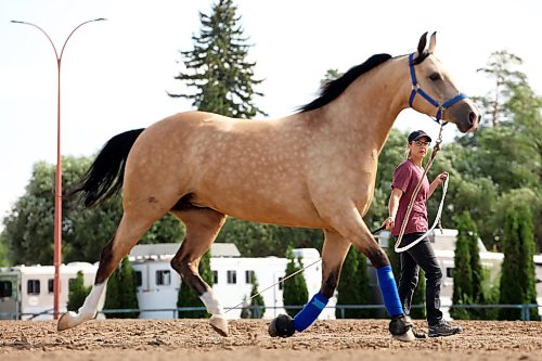 05082026
Tenille Nelson with JV Ranch Arabians of Milk River, Alberta, works out JV Whiskey Sundance with a morning lunge at the Keystone Centre grounds on Wednesday ahead of the Canada's National Arabian Championship. The Arabian and half-Arabian show opens today and runs until the 15th, featuring competition in multiple categories.
(Tim Smith/The Brandon Sun)