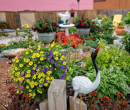 ROBERT LEE / FREE PRESS
Beryl Boney’s award-winning garden outside her home on St. Mary's Road in Winnipeg, on Wednesday, August 5, 2026. Boney, who grew up in Trinidad and Tobago, has spent 25 years transforming the front and back of her block with flowers and vegetables, including ceramic chickens that nod to her Caribbean roots.