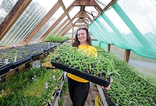 Ruth Bonneville / Free Press

Standup Monarch Butterfly Festival

Alexis Bahuaud, technical assistant at the Living Prairie Museum and the City of Winnipeg, with trays of plants of milkweed that the museum is giving away one to each family during their upcoiming Monarch Butterfly Festival.  

Milkweed is the essential and exclusive host plant for monarch butterfly caterpillars. Female monarchs lay their eggs only on milkweed plants, and the newly hatched caterpillars rely exclusively on its leaves for food.

More info: The Living Prairie Museum is prepping  for the  annual Monarch Butterfly Festival this weekend,  August 8 and 9, 2026, from 10:00 AM to 3:00 PM. This free, all-ages event also marks the 50th anniversary of the museum's official opening in 1976.


Aug 6h,,  2026