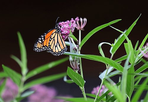 Ruth Bonneville / Free Press
Standup Monarch Butterfly Festival
Photo of a monarch butterfly feeding on the nectar of the abundance of milkweed flowers planted next to the museum to gain energy for flight on Thursday.
The Living Prairie Museum and the City of Winnipeg, with trays of plants of milkweed that the museum is giving away one to each family during their upcoiming Monarch Butterfly Festival.
Milkweed is the essential and exclusive host plant for monarch butterfly caterpillars. Female monarchs lay their eggs only on milkweed plants, and the newly hatched caterpillars rely exclusively on its leaves for food.
More info: The Living Prairie Museum is prepping for the annual Monarch Butterfly Festival this weekend, August 8 and 9, 2026, from 10:00 AM to 3:00 PM. This free, all-ages event also marks the 50th anniversary of the museum's official opening in 1976.
Aug 6h,, 2026