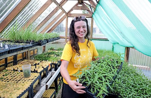 Ruth Bonneville / Free Press
Standup Monarch Butterfly Festival
Alexis Bahuaud, technical assistant at the Living Prairie Museum and the City of Winnipeg, with trays of plants of milkweed that the museum is giving away one to each family during their upcoiming Monarch Butterfly Festival.
Milkweed is the essential and exclusive host plant for monarch butterfly caterpillars. Female monarchs lay their eggs only on milkweed plants, and the newly hatched caterpillars rely exclusively on its leaves for food.
More info: The Living Prairie Museum is prepping for the annual Monarch Butterfly Festival this weekend, August 8 and 9, 2026, from 10:00 AM to 3:00 PM. This free, all-ages event also marks the 50th anniversary of the museum's official opening in 1976.
Aug 6h,, 2026