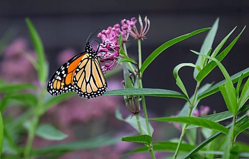 Ruth Bonneville / Free Press
Standup Monarch Butterfly Festival
Photo of a monarch butterfly feeding on the nectar of the abundance of milkweed flowers planted next to the museum to gain energy for flight on Thursday.
The Living Prairie Museum has trays of milkweed plants that the museum is giving away, one to each family, during their upcoming Monarch Butterfly Festival.
Milkweed is the essential and exclusive host plant for monarch butterfly caterpillars. Female monarchs lay their eggs only on milkweed plants, and the newly hatched caterpillars rely exclusively on its leaves for food.
More info: The Living Prairie Museum is prepping for the annual Monarch Butterfly Festival this weekend, August 8 and 9, 2026, from 10:00 AM to 3:00 PM. This free, all-ages event also marks the 50th anniversary of the museum's official opening in 1976.
Aug 6h,, 2026