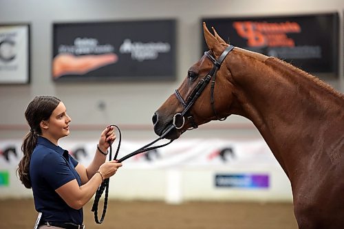 06082026
Ruby Dove with LeFever Training Centre in Roberts, Wisconsin works with full Arabian horse Where’s My Sock CA in the Arabian Sport Horse In-Hand Geldings 2 and Over Hunter Type ATH class at the first day of Canada's National Arabian Championship at the Keystone Centre on Thursday.
(Tim Smith/The Brandon Sun)