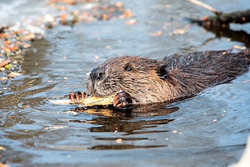 A common complaint in rural areas is that beavers prevent water from draining off farmers’ land. (Mikaela MacKenzie/Winnipeg Free Press files)