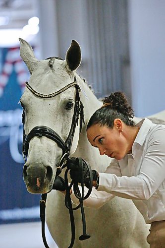 Laura Nash from Maple Ridge, B.C., inspects the harness of her Arabian horse Sakaris Silver Amirah during competition on Friday afternoon at the Keystone Centre’s Assiniboine Credit Union Agricultural Centre. (Matt Goerzen/The Brandon Sun)