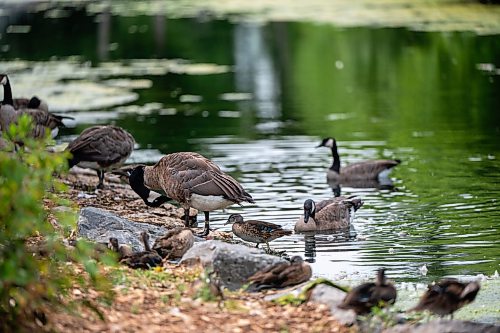 ROBERT LEE / FREE PRESS
Ducks enjoy an afternoon dip in the pond at St. Vital Park on Monday, August 10, 2026.