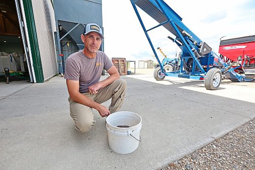 Wheat City Seeds partner Al Martin sits with a bucket of forage peas outside his operation just east of Kemnay. Forage seeds is one of the crops that his company sells into the United States, along with other cover crop seeds and annual forage. (Matt Goerzen/The Brandon Sun)