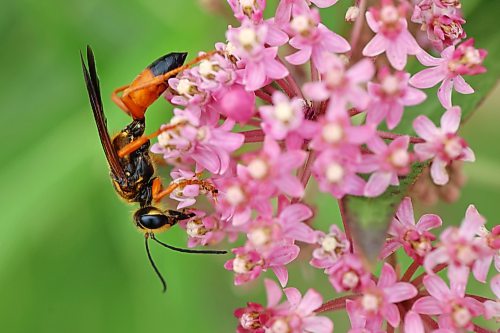 11082026
A great golden digger wasp feeds on nectar in swamp milkweed flowers planted in the Maryland Avenue and First Street roundabout on Tuesday. The City of Brandon recently planted a selection of native hybrid perennials in the roundabout.  
(Tim Smith/The Brandon Sun)