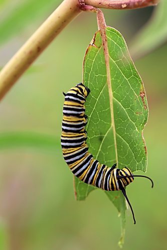 11082026
A monarch butterfly caterpillar feeds on swamp milkweed planted in the Maryland Avenue and First Street roundabout on Tuesday. The City of Brandon recently planted a selection of native hybrid perennials in the roundabout.
(Tim Smith/The Brandon Sun)
