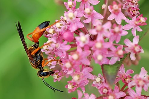 11082026
A great golden digger wasp feeds on nectar in swamp milkweed flowers planted in the Maryland Avenue and First Street roundabout on Tuesday. The City of Brandon recently planted a selection of native hybrid perennials in the roundabout.  
(Tim Smith/The Brandon Sun)