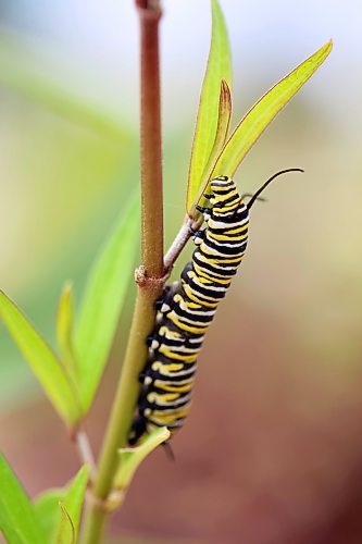 11082026
A monarch butterfly caterpillar feeds on swamp milkweed planted in the Maryland Avenue and First Street roundabout on Tuesday. The City of Brandon recently planted a selection of native hybrid perennials in the roundabout.  
(Tim Smith/The Brandon Sun)