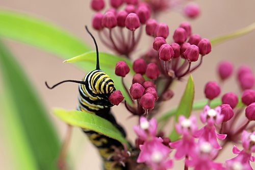 11082026
A monarch butterfly caterpillar feeds on swamp milkweed planted in the Maryland Avenue and First Street roundabout on Tuesday. The City of Brandon recently planted a selection of native hybrid perennials in the roundabout.  
(Tim Smith/The Brandon Sun)
