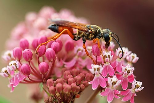 11082026
A great golden digger wasp feeds on nectar in swamp milkweed flowers planted in the Maryland Avenue and First Street roundabout on Tuesday. The City of Brandon recently planted a selection of native hybrid perennials in the roundabout.
(Tim Smith/The Brandon Sun)