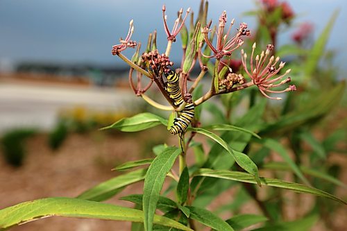 11082026
A monarch butterfly caterpillar feeds on swamp milkweed planted in the Maryland Avenue and First Street roundabout on Tuesday. The City of Brandon recently planted a selection of native hybrid perennials in the roundabout.
(Tim Smith/The Brandon Sun)