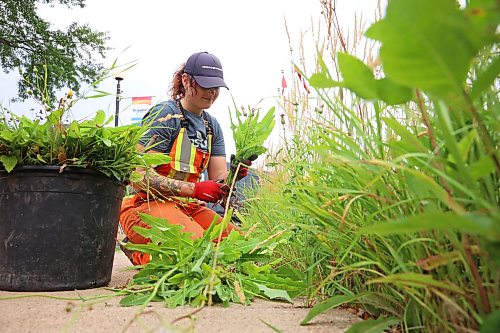 11082026
Lead horticulturalist Abigail Phipps with the City of Brandon weeds a flower bed at Brandon City Hall along with other workers on a warm Tuesday.
(Tim Smith/The Brandon Sun)