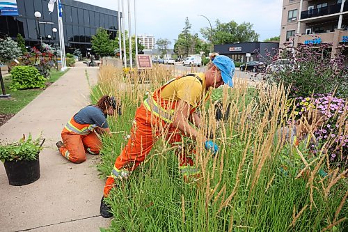 11082026
Lead horticulturalist Abigail Phipps and labourer Elena Roberts with the City of Brandon weed a flower bed at Brandon City Hall with other workers on a warm Tuesday.
(Tim Smith/The Brandon Sun)