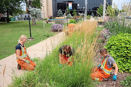11082026
Labourers Brooklyn Pratt, Nicole Bogue and Brianne Stott with the City of Brandon weed a flower bed at Brandon City Hall along with Elena Roberts and lead horticulturalist Abigail Phipps on a warm Tuesday.
(Tim Smith/The Brandon Sun)