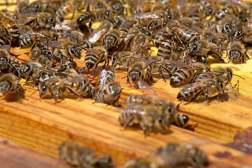 Brandon Sun Several Wendell Honey bees, between Roblin and Russell. (Tyler Clarke/The Brandon Sun)