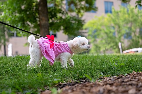 ROBERT LEE / FREE PRESS
Coco the dog takes her owner on a brisk walk down Waterfront Drive in Winnipeg on Monday, August 17, 2026.