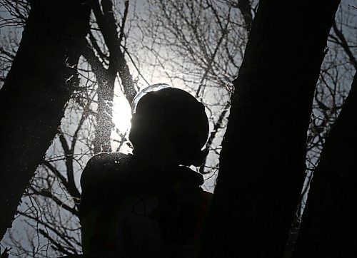 Flying sawdust shimmers around the silhouette of City of Brandon arborist Tyler Skinner while he trims branches in the crown of a large elm tree on the corner of Kirkcaldy Drive and Third Street. (Matt Goerzen/The Brandon Sun)
wide crown of an elm tree on the corner of Third Street and Kirkcaldy Drive on Monday afternoon. (Matt Goerzen/The Brandon Sun)