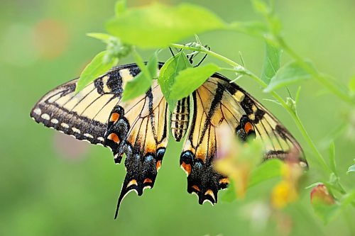 A tiger swallowtail butterfly perches on a plant in a garden in Brandon’s south end on Wednesday. (Tim Smith/The Brandon Sun)