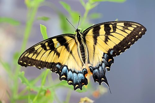 19082026
A tiger swallowtail butterfly perches on a plant in a garden in Brandon’s south end on Wednesday.
(Tim Smith/The Brandon Sun)