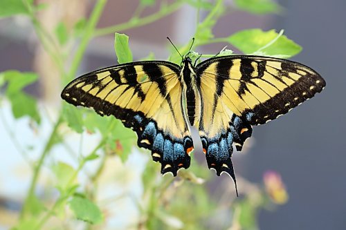 19082026
A tiger swallowtail butterfly perches on a plant in a garden in Brandon’s south end on Wednesday. 
(Tim Smith/The Brandon Sun)