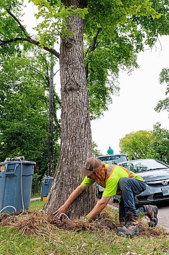 MIKE DEAL / FREE PRESS
Sean Perkins, Tree Health Care Leader with Green Drop Tree Care, installs tubing to a tree along Westminster Avenue in Wolseley, that will deliver a fungicide to help protect the tree against dutch elm disease.
Reporter: Joyanne Pursaga 
260820 - Thursday, August 20, 2026.