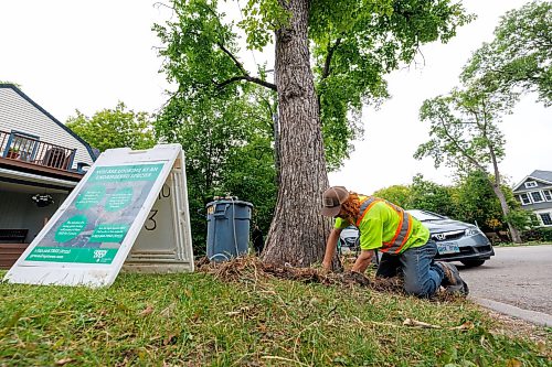 MIKE DEAL / FREE PRESS
Sean Perkins, Tree Health Care Leader with Green Drop Tree Care, installs tubing to a tree along Westminster Avenue in Wolseley, that will deliver a fungicide to help protect the tree against dutch elm disease.
Reporter: Joyanne Pursaga
260820 - Thursday, August 20, 2026.