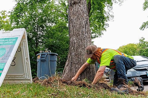 MIKE DEAL / FREE PRESS
Sean Perkins, Tree Health Care Leader with Green Drop Tree Care, installs tubing to a tree along Westminster Avenue in Wolseley, that will deliver a fungicide to help protect the tree against dutch elm disease.
Reporter: Joyanne Pursaga 
260820 - Thursday, August 20, 2026.