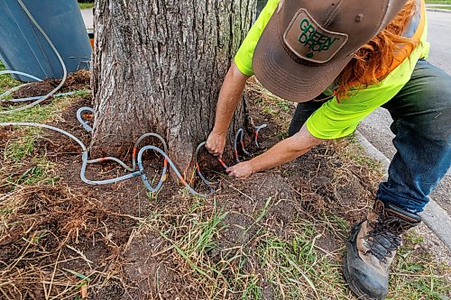 MIKE DEAL / FREE PRESS
Sean Perkins, Tree Health Care Leader with Green Drop Tree Care, installs tubing to a tree along Westminster Avenue in Wolseley, that will deliver a fungicide to help protect the tree against dutch elm disease.
Reporter: Joyanne Pursaga
260820 - Thursday, August 20, 2026.