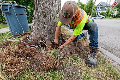 MIKE DEAL / FREE PRESS
Sean Perkins, Tree Health Care Leader with Green Drop Tree Care, installs tubing to a tree along Westminster Avenue in Wolseley, that will deliver a fungicide to help protect the tree against dutch elm disease.
Reporter: Joyanne Pursaga
260820 - Thursday, August 20, 2026.