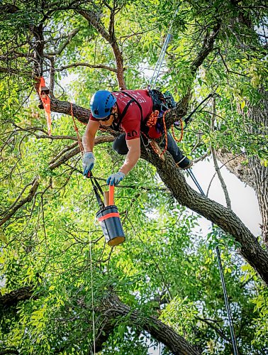 JOHN WOODS / FREE PRESS
Jesse Antonation completes a challenge as he competes in the Masters’ Challenge at the prairie chapter of the International Society of Arboriculture  Sunday, August 23, 2026 in Kildonan Park. Participants are competing to attend the World Championships in Belgium.

reporter: standup