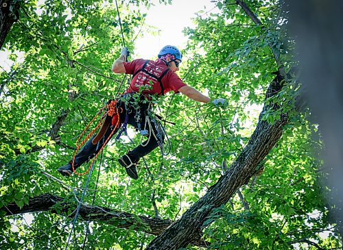 JOHN WOODS / FREE PRESS
Jesse Antonation swings from one tree to another as he competes in the Masters’ Challenge at the prairie chapter of the International Society of Arboriculture Sunday, August 23, 2026 in Kildonan Park. Participants are competing to attend the World Championships in Belgium.
reporter: standup
