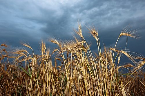 24082026
A cereal crop sits under storm clouds as rain passes through westman on Monday morning.
(Tim Smith/The Brandon Sun)