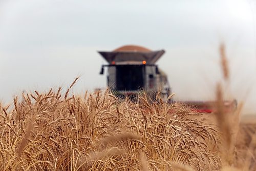 Uncut wheat rises in front of a combine operated by 18-year-old Samuel Gurr on an acreage northeast of Brandon during the harvest seasons in 2025. (Matt Goerzen/The Brandon Sun)