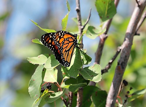 Ruth Bonneville / Free Press
LOCAL STDUP - monarch tagging
A monarch butterfly named Eddie, sits on a tree branch outside the museum after being released with a transmitter on him Wednesday.
Assiniboine Park Zoo and Living Prairie Museum staff tag monarch butterflies f.with real-time trackers to learn from their winter migration Wednesday. This is the first time Manitoba butterfly travel will be tracked.
See story
Aug 26th,, 2026