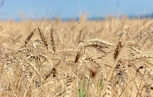 Golden wheat reaches up to the sky in a field near Justice, Manitoba on Aug. 26. (Matt Goerzen/The Brandon Sun)