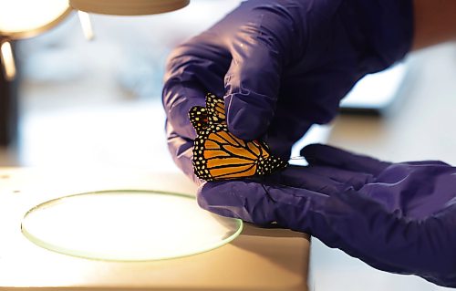 Ruth Bonneville / Free Press
LOCAL STDUP - monarch tagging
A male Monarch butterfly (nicknamed Eddie), is checked prior to being tagged Wednesday.
Assiniboine Park Zoo and Living Prairie Museum staff tag monarch butterflies f.with real-time trackers to learn from their winter migration Wednesday. This is the first time Manitoba butterfly travel will be tracked.
See story
Aug 26th,, 2026