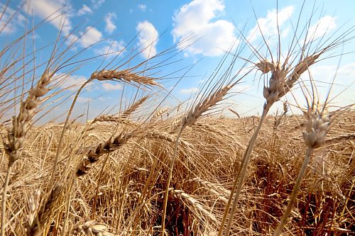 Golden wheat reaches up to the sky in a field near Justice, Manitoba on Aug. 26. (Matt Goerzen/The Brandon Sun)