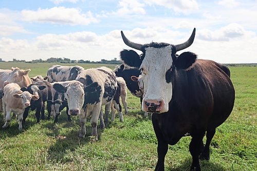 Cattle in Oakland-Wawanesa relax along the road in the warm sunlight on Sept. 1. The livestock of southwest Manitoba are enjoying high levels of water thanks to a wet summer season, a spokesperson for Agriculture and Agri-food Canada told the Sun. (Connor McDowell/The Brandon Sun)
