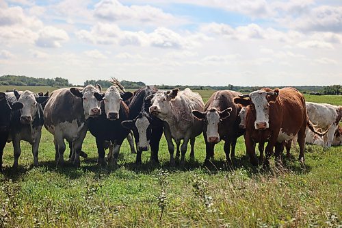A warm early afternoon gives cattle comfortable weather. (Connor McDowell/The Brandon Sun)