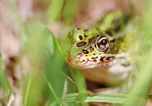 A wary frog eyes the camera down by the shore at Lake Clementi on Monday afternoon. (Matt Goerzen/The Brandon Sun)