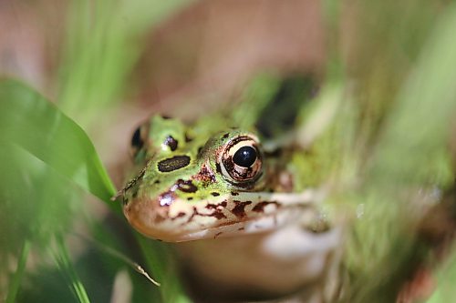 A wary frog eyes the camera down by the shore at Lake Clementi on Monday afternoon. (Matt Goerzen/The Brandon Sun) 