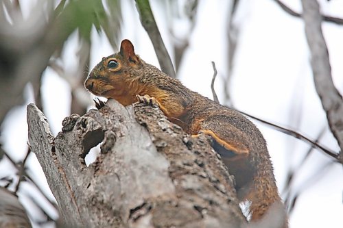A squirrel looks down from his perch on top of an old tree off 34th Street on Thursday afternoon. (Matt Goerzen/The Brandon Sun)