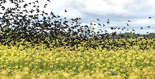 Ruth Bonneville / Free Press

Standup  - Blackbirds Fly over Sunflower fields

A massive flock of blackbirds swarms a sunflower fields near Matlock Manitoba, feeding on mature seeds to fuel up for their upcoming autumn migration Tuesday  afternoon. 


Sept 15th,   2026